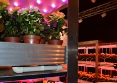 MechaTronix, showing their LED lights, for research till the correct lightspectrum. From layerd propagation to the full grown flower, using little energy.